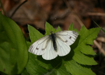 Grünader-Weißling (Pieris napi) - © Emanuel Trummer